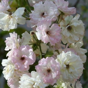 PHYLLIS BIDE (rambler)